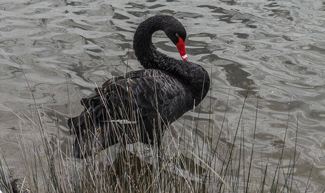 black swan on a lake - Tatiana-AdobeStock