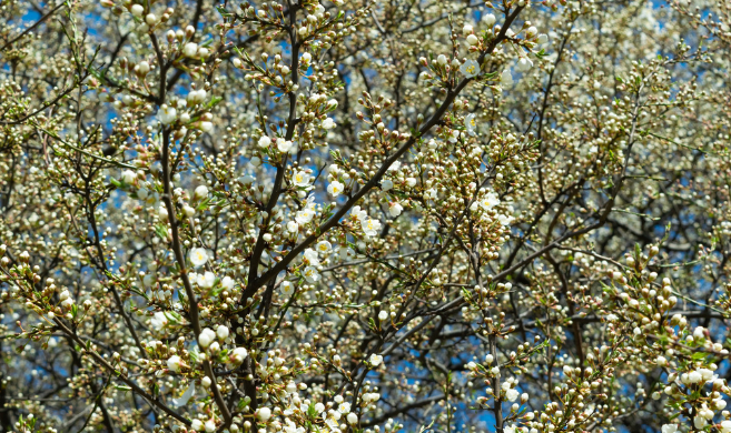 White flowers blooming on branches_katsiarynayeudakimava_cover