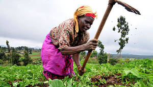 A Kenyan woman farmer at work in the Mount Kenya region - By CIAT - 2DU Kenya 86