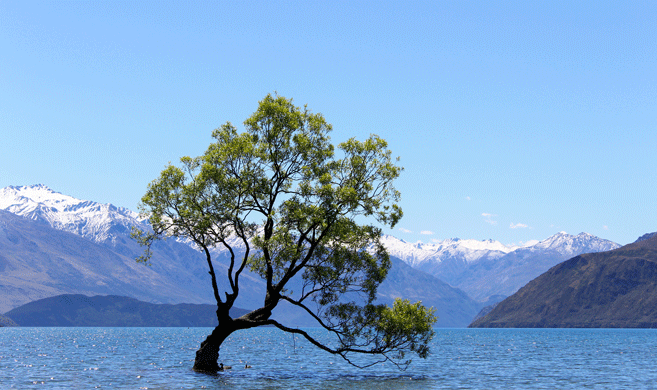 tree in a lake
