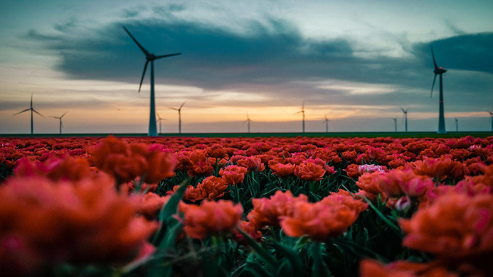 wind turbines in a field of red flowers - Fokke
