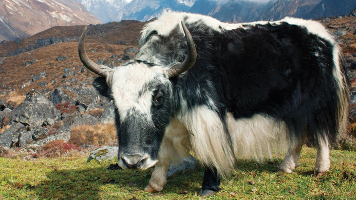 Tibetan Plateau yack