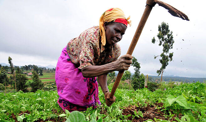 A Kenyan woman farmer at work in the Mount Kenya region - CIAT - 2DU Kenya 86