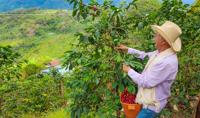 iStock-coffee farmer in Colombia_PolacoStudios_cover