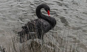 black swan on a lake - vignette - Tatiana-AdobeStock