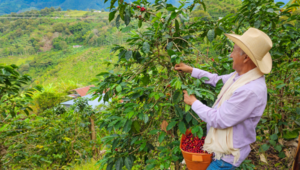 iStock-coffee farmer in Colombia_PolacoStudios