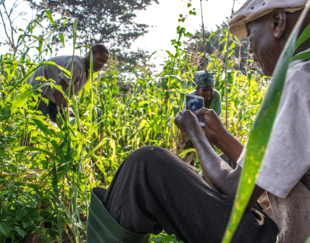 cueilleurs dans un champ en Afrique
